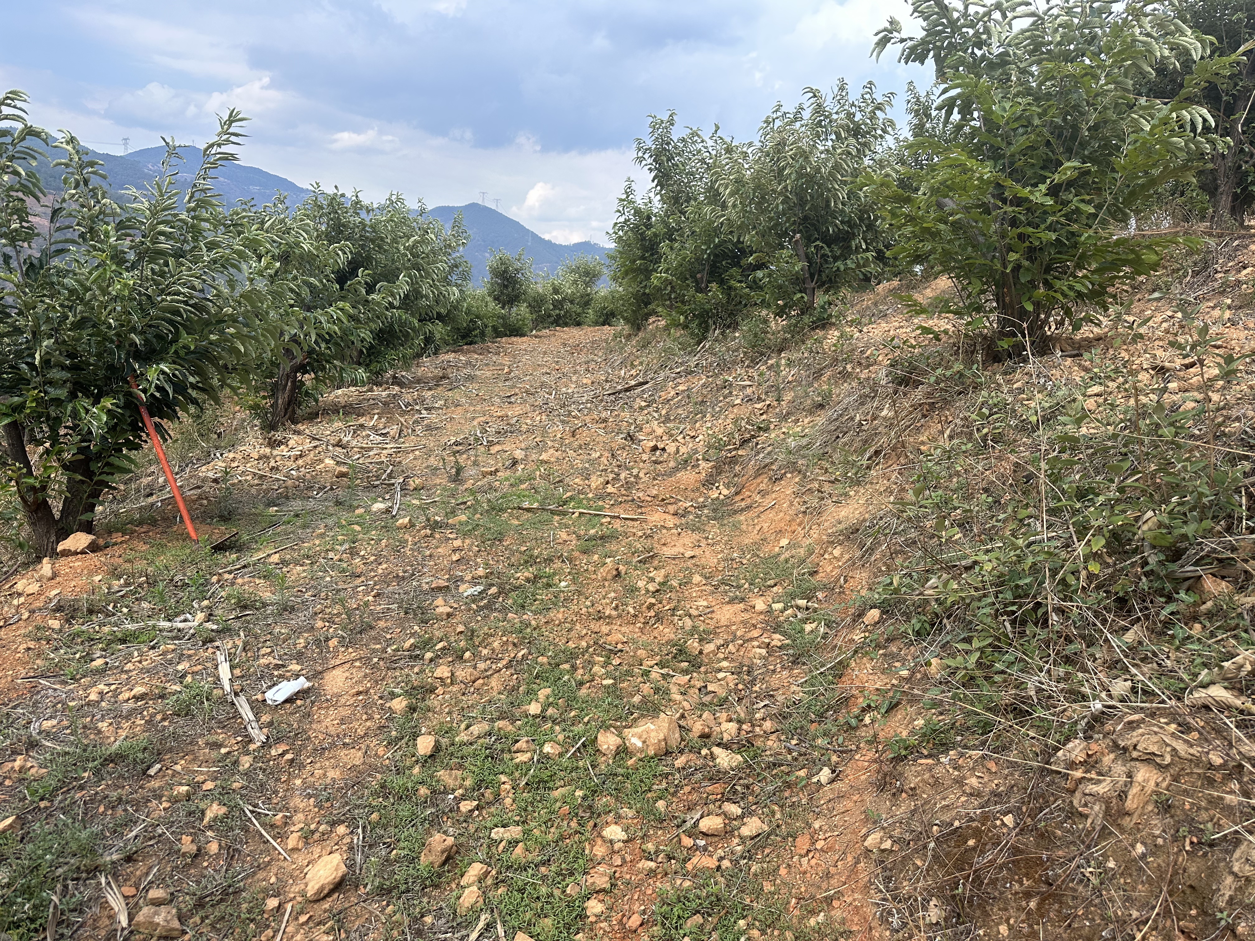 1建設(shè)前 未清雜草狀態(tài).jpg 1建設(shè)前 未清雜草狀態(tài).jpg